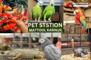 Mattool Pet Station: Your Kannur Pet Hub Guide